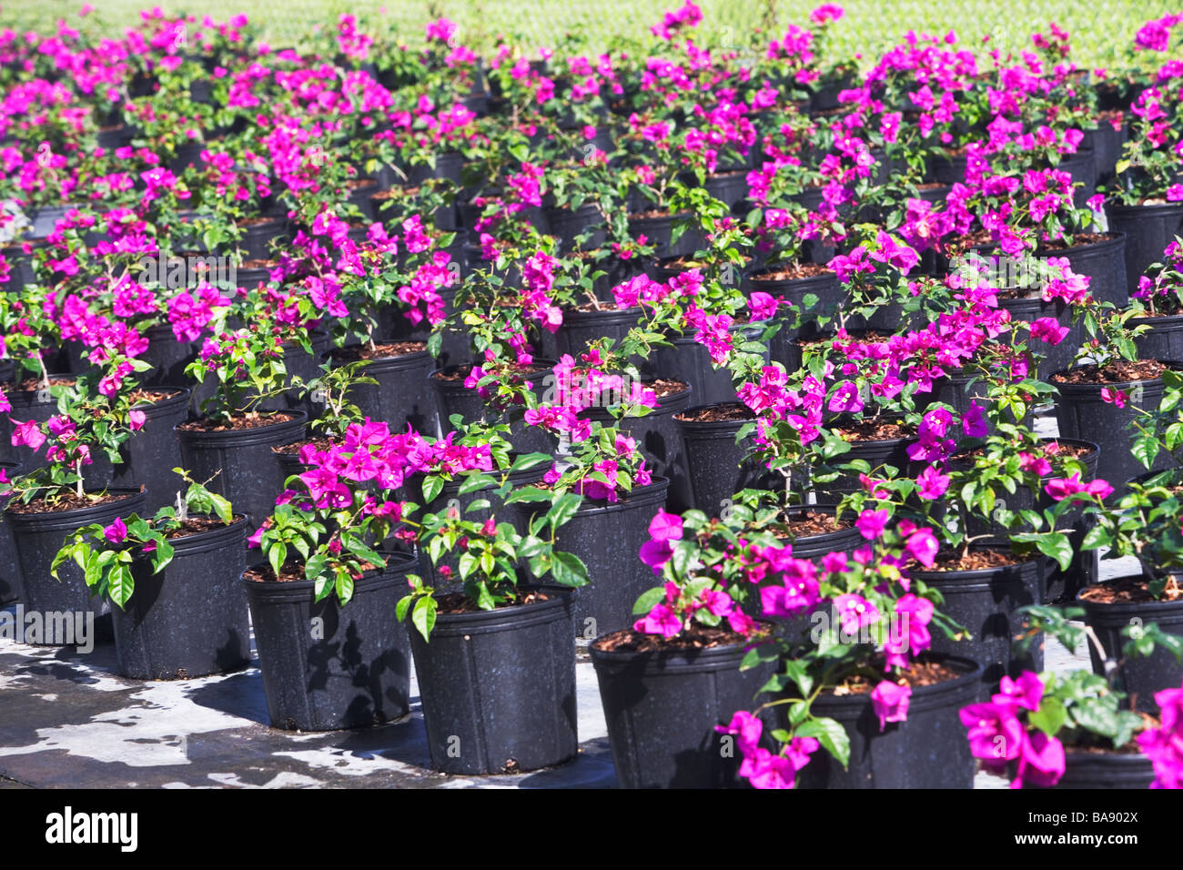 Reihen von Topfblumen Stockfoto