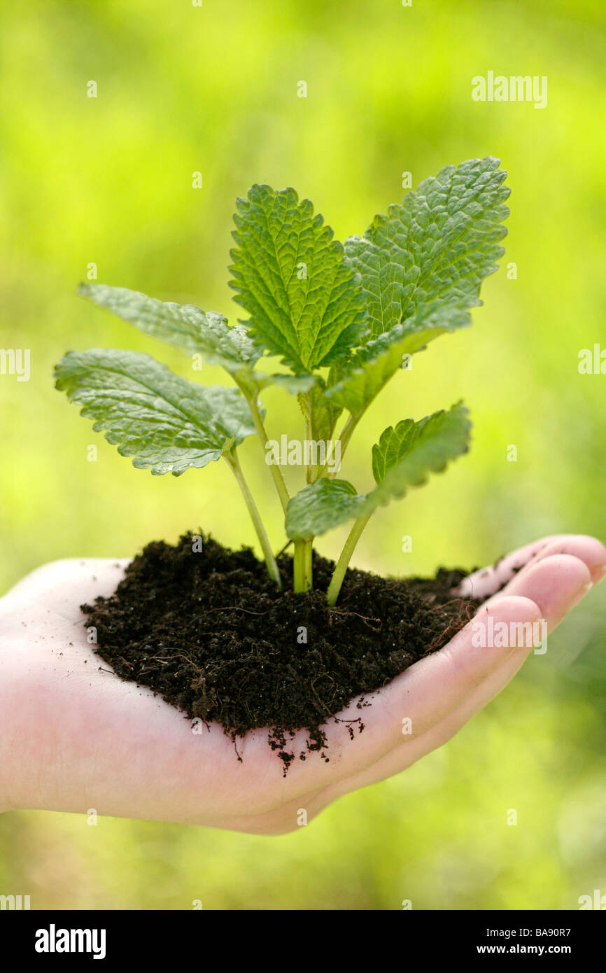 Zitronenmelisse (Melissa Officinalis) Stockfoto