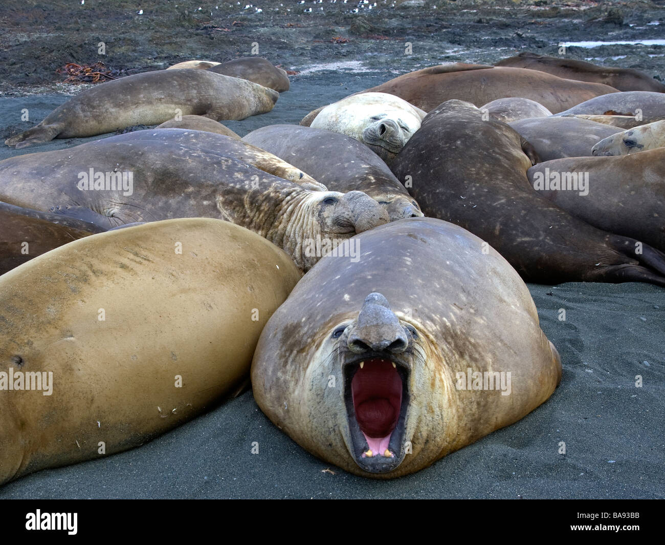 See-Elefanten mit offenem Mund Australien Stockfoto