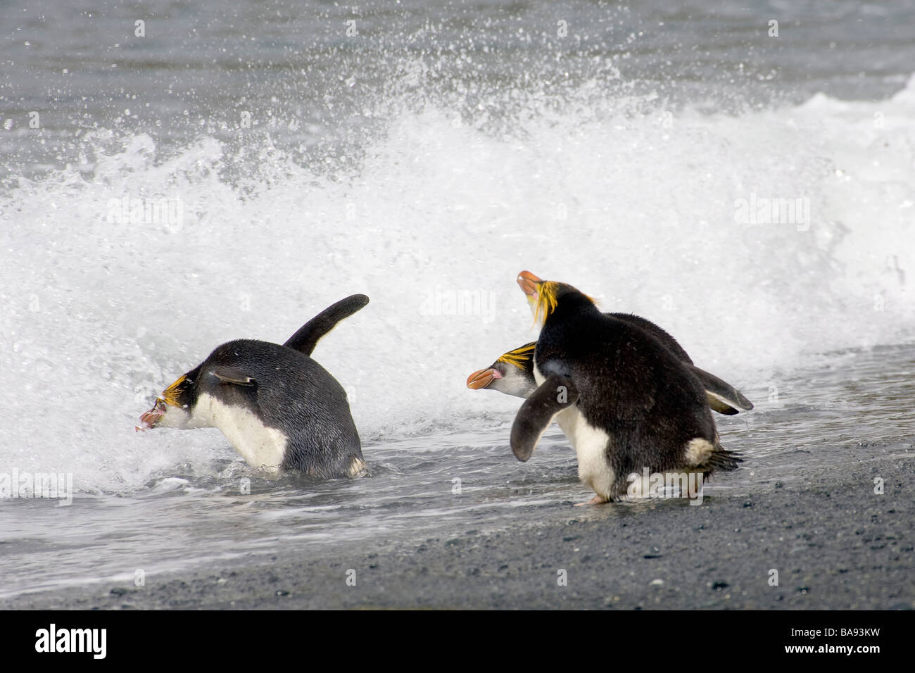 Königlichen Pinguine gehen in das Wasser Australien Stockfoto