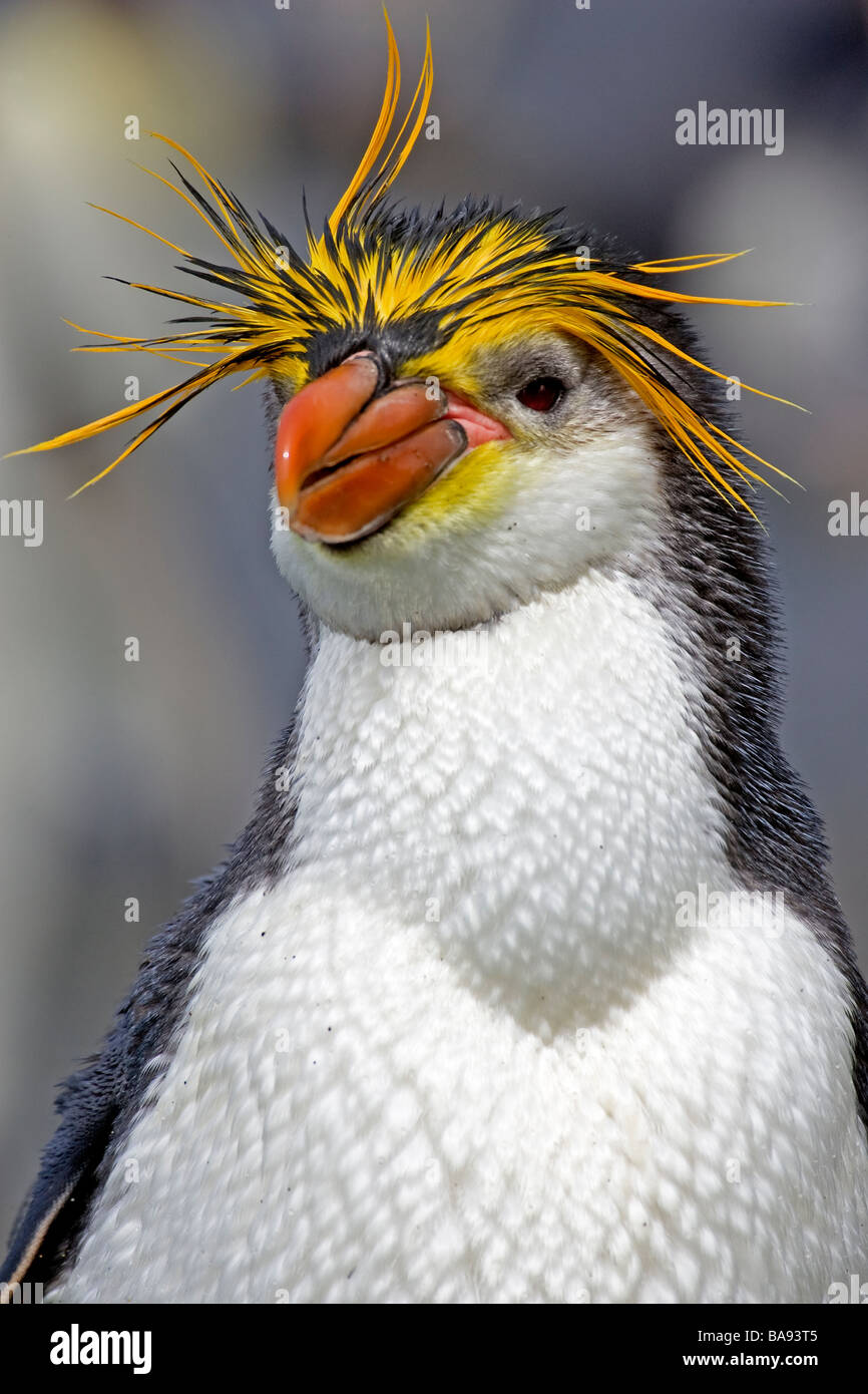 Haubenpinguin Australien Stockfoto