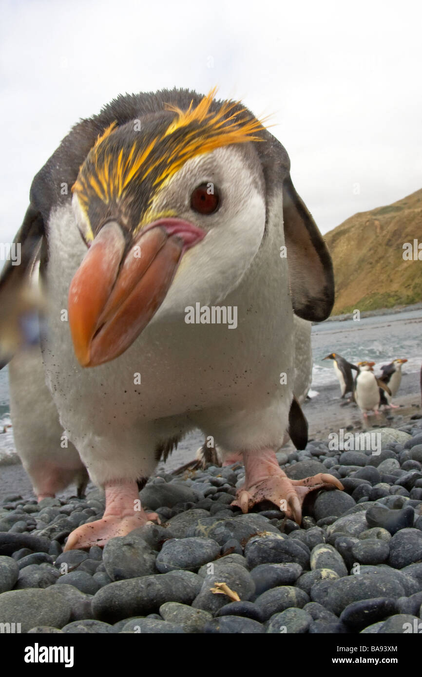 Haubenpinguin Macquarie Islands Australien Stockfoto