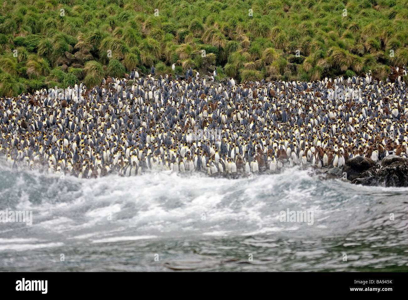 König Penguins Australien Stockfoto