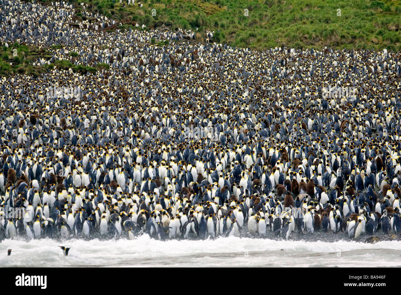 König Penguins Macquarie Islands Australien Stockfoto