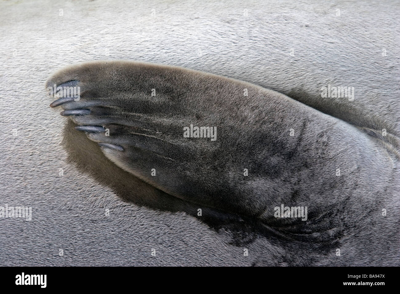 See-Elefant Nahaufnahme Australien Stockfoto