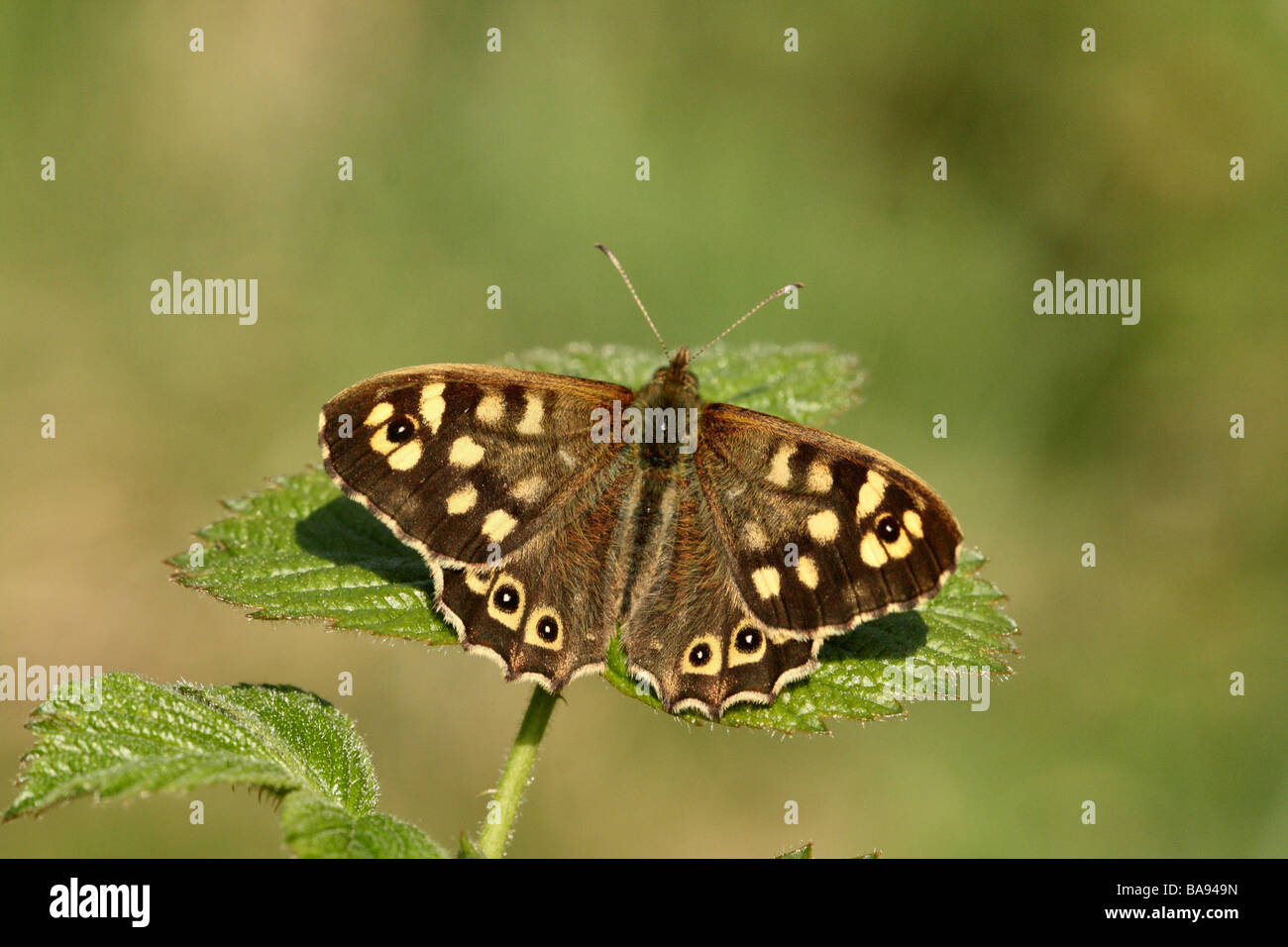 Gesprenkelte Holz Schmetterling Pararge Aegeria Aalen mit oberen Flügel vor allem detaillierte Makroaufnahme Stockfoto