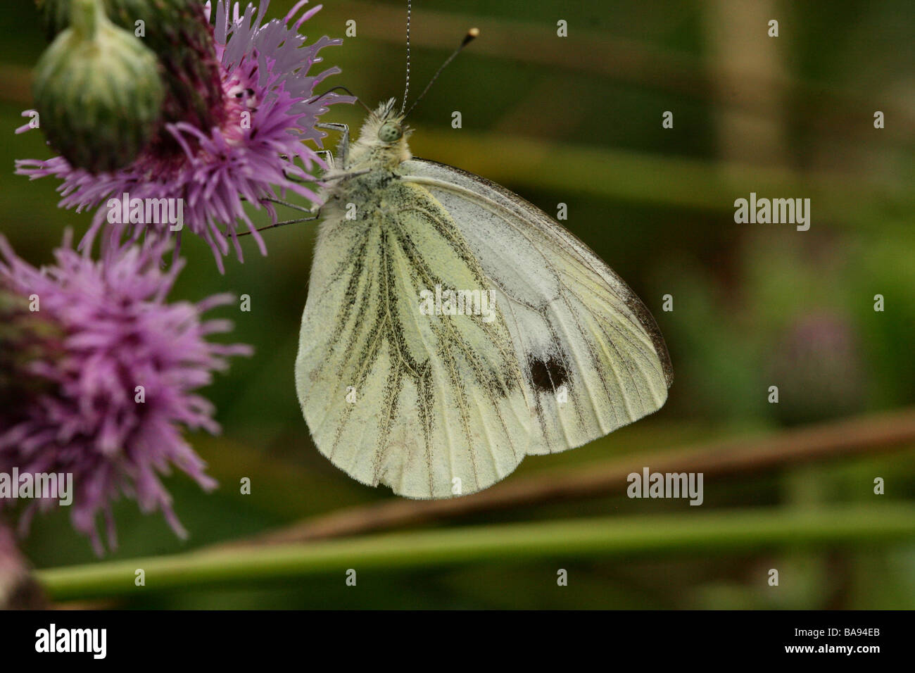 Grüne Veined White Butterfly Pieris Napi Familie Pieridae zeigt Analwinkel Profil in Makroaufnahme Stockfoto