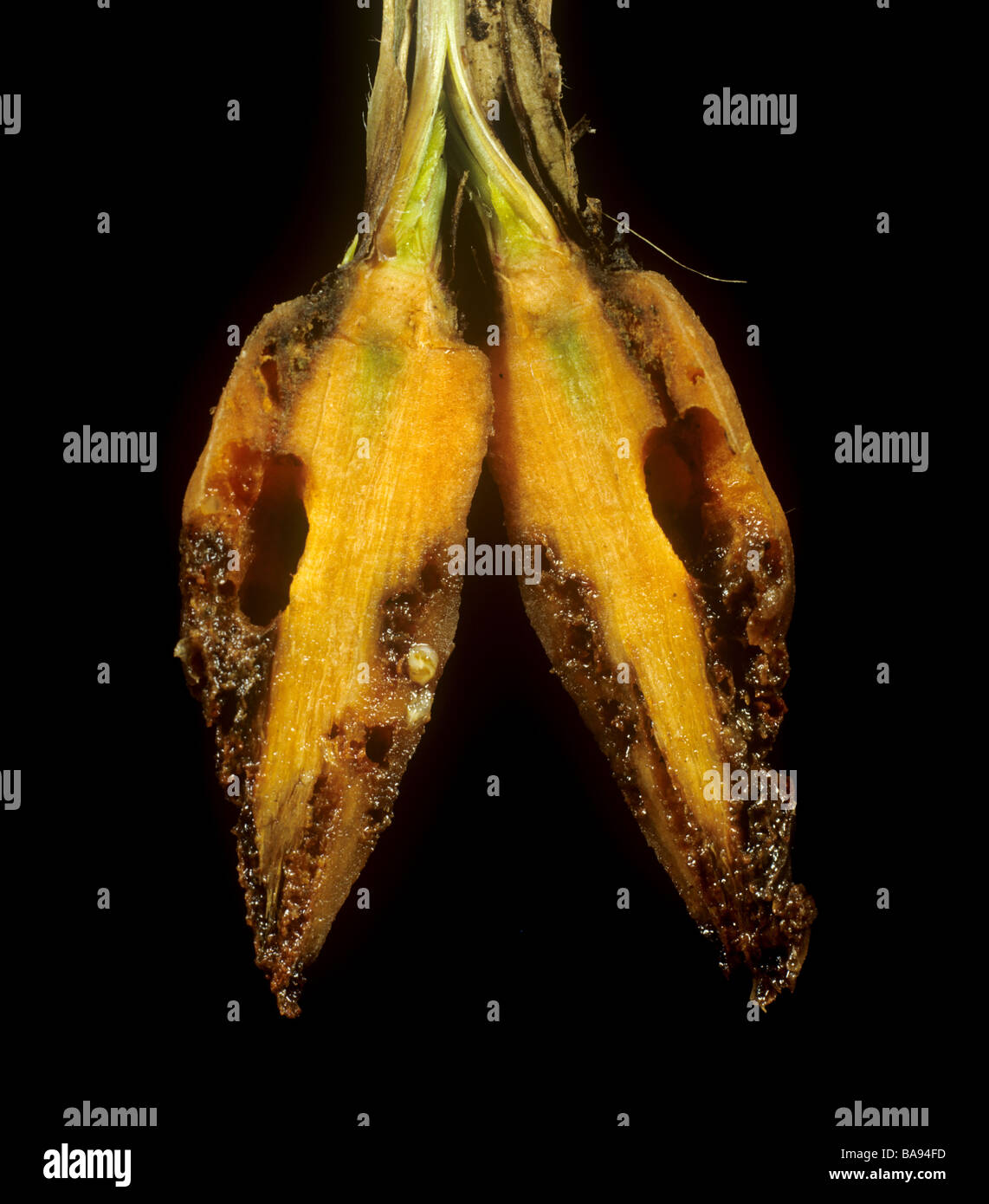 Schäden Sie an einer Karotte Wurzel verursacht durch einen Garten Slug Arion hortensis Stockfoto