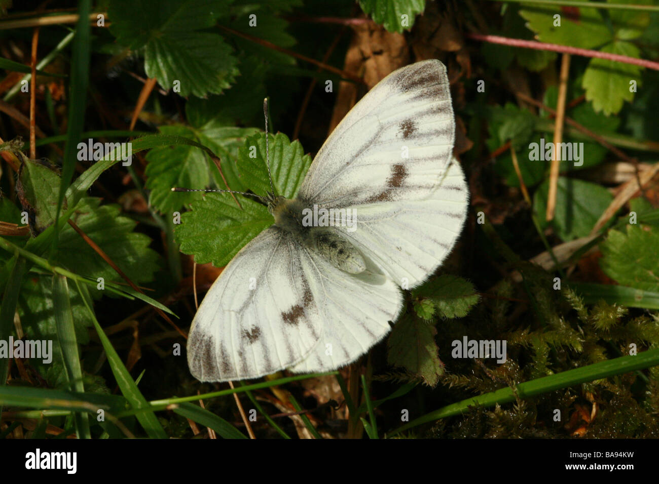 Grüne Veined White Butterfly Pieris Napi Familie Pieridae zeigt Vorderflügelunterseite Profil in Makroaufnahme Stockfoto