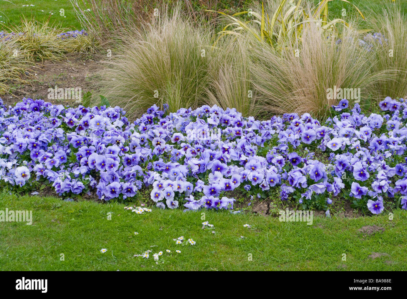 Flower Bed der blaue Stiefmütterchen und Ziergräser Frühling Beetpflanzen Blumenbeet Stockfoto