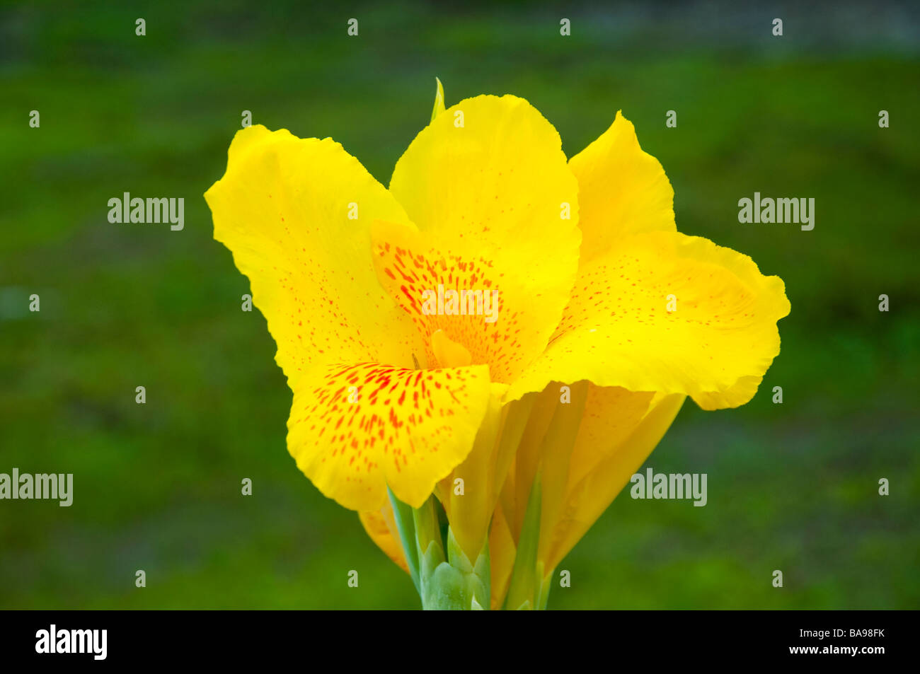 Nahaufnahmen Ansichten der gelben Canna Lilie Blume in Costa Rica Mittelamerika Stockfoto