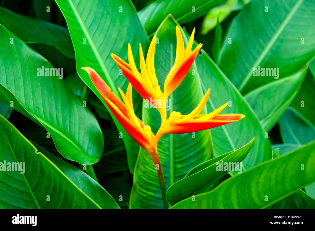 Orange Heliconia Arten Blumen in Costa Rica Mittelamerika Stockfoto