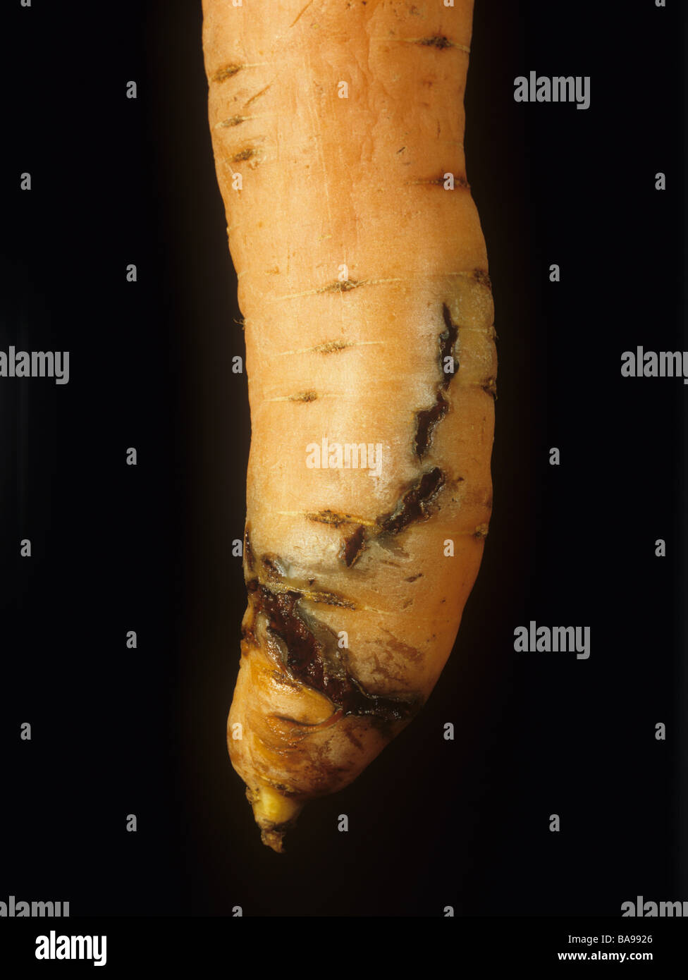 Karottenwurzelfliege (Chamaepsila rosae) larvale Schäden an einer reifen Karottenwurzel Stockfoto