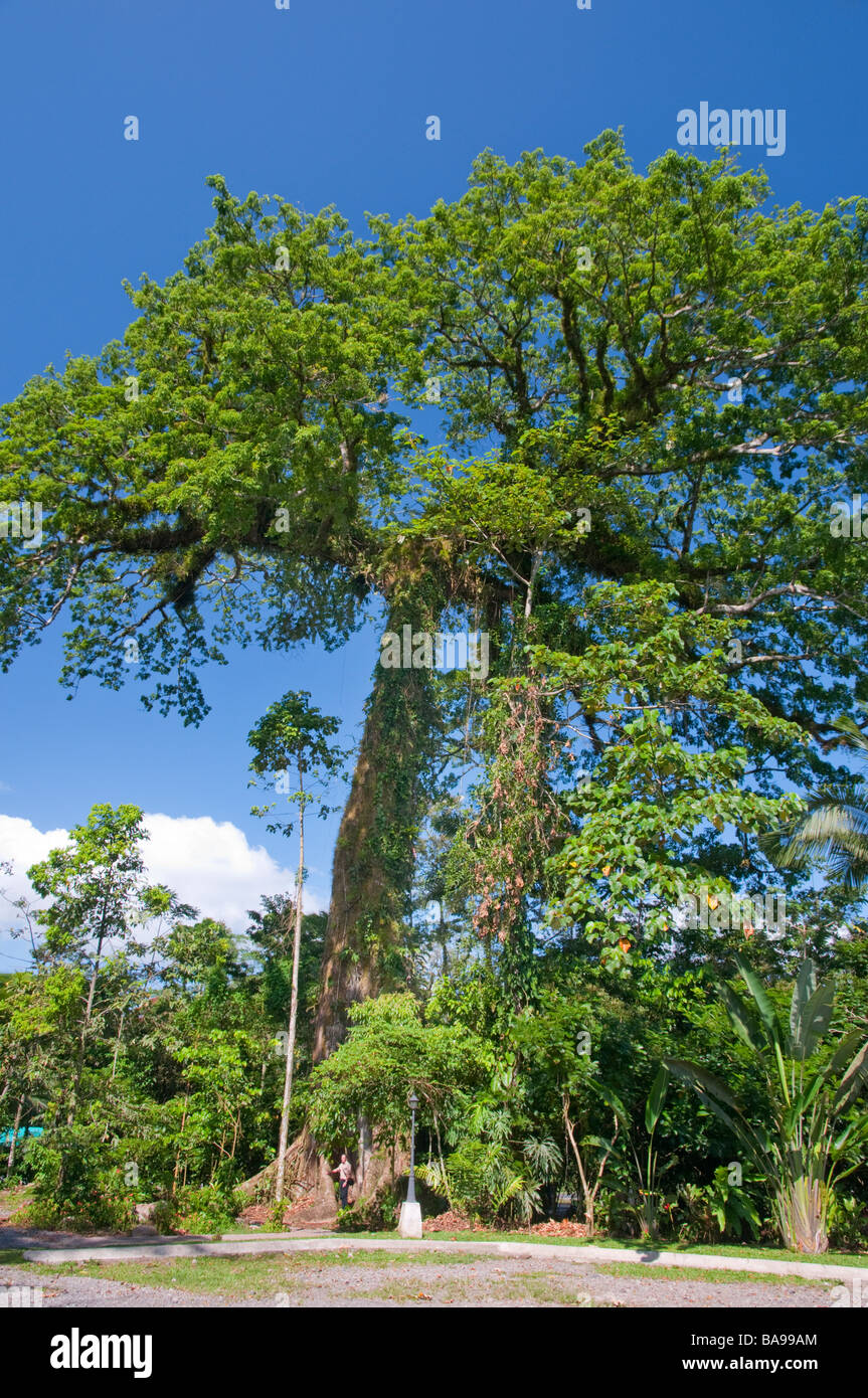 Tropischen Pflanzen und Bäume im Kapok Tree Restaurant im östlichen Costa Rica Mittelamerika Stockfoto