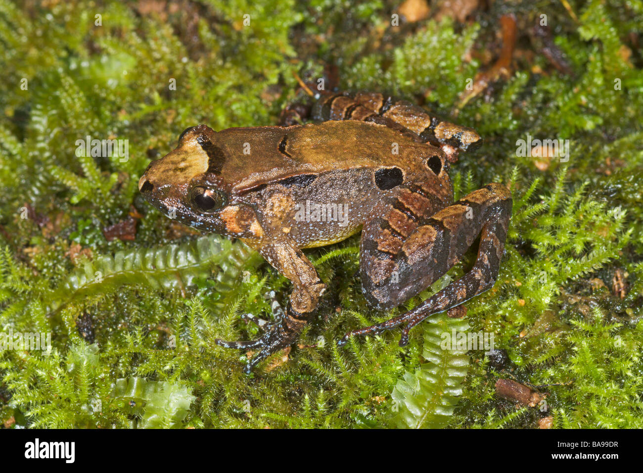 Glatte Guardian Frosch Limnonectes Palavanensis Kinabalu National Park Sabah Borneo Malaysia Stockfoto