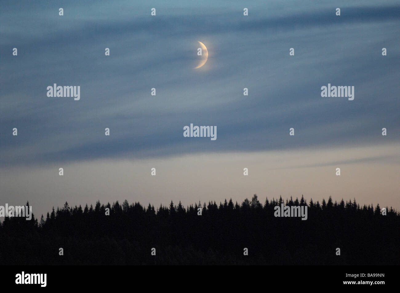 Ein Mond in einem Wald, Schweden. Stockfoto
