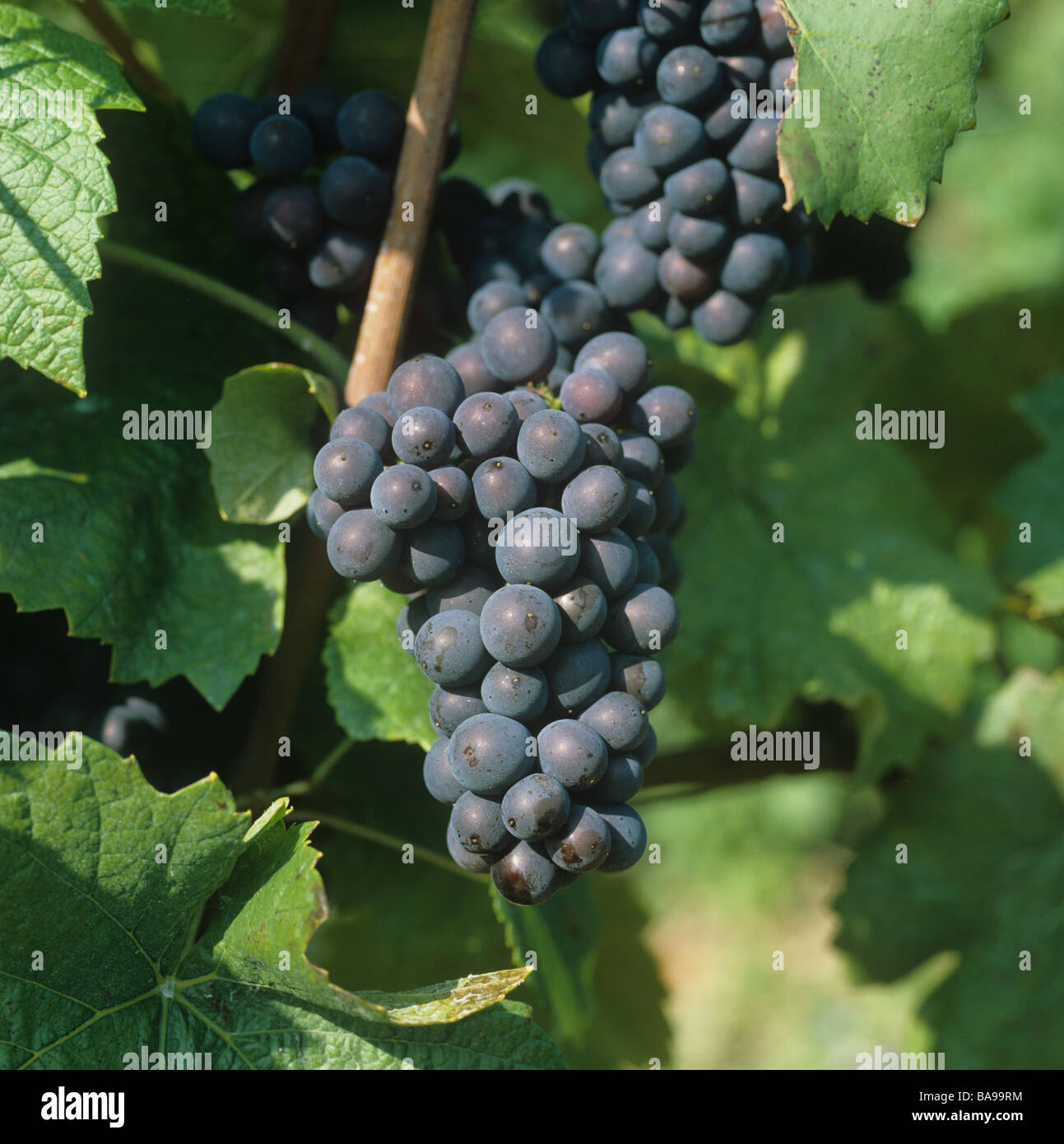 Reife paar roten Pinot Noir-Trauben in den Weinbergen in einem Champagner Weinberg Frankreich Stockfoto