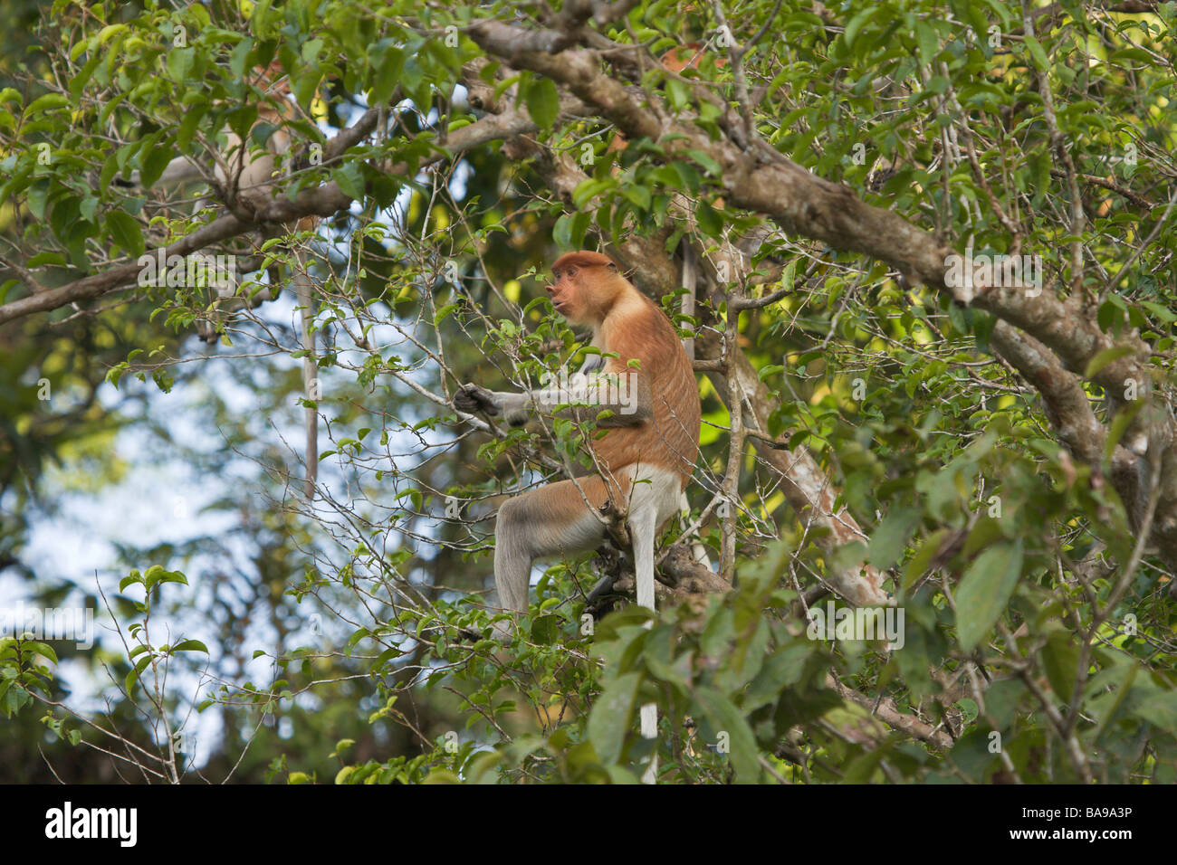 Proboscis Monkey Nasalis Larvatus Sukau Sabah Borneo Malaysia Stockfoto