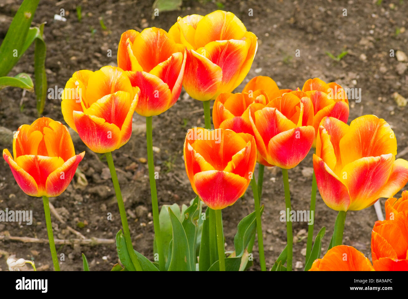 Rot und gelb Frühling blühende Tulpen Stockfoto