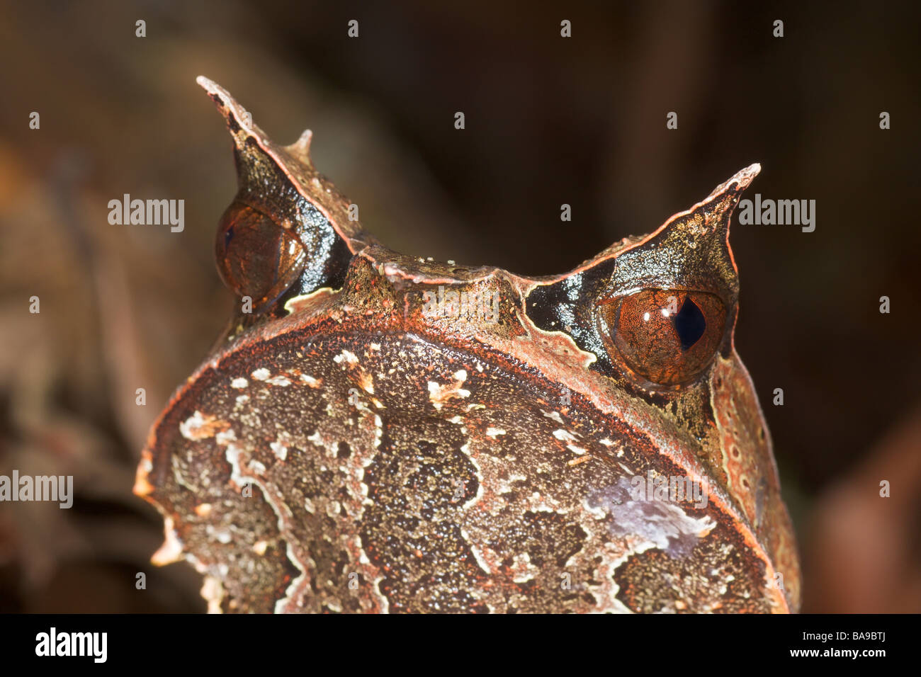 Bornean gehörnten Frosch Megophrys Nasuta Danum Valley Sabah Borneo Malaysia Stockfoto