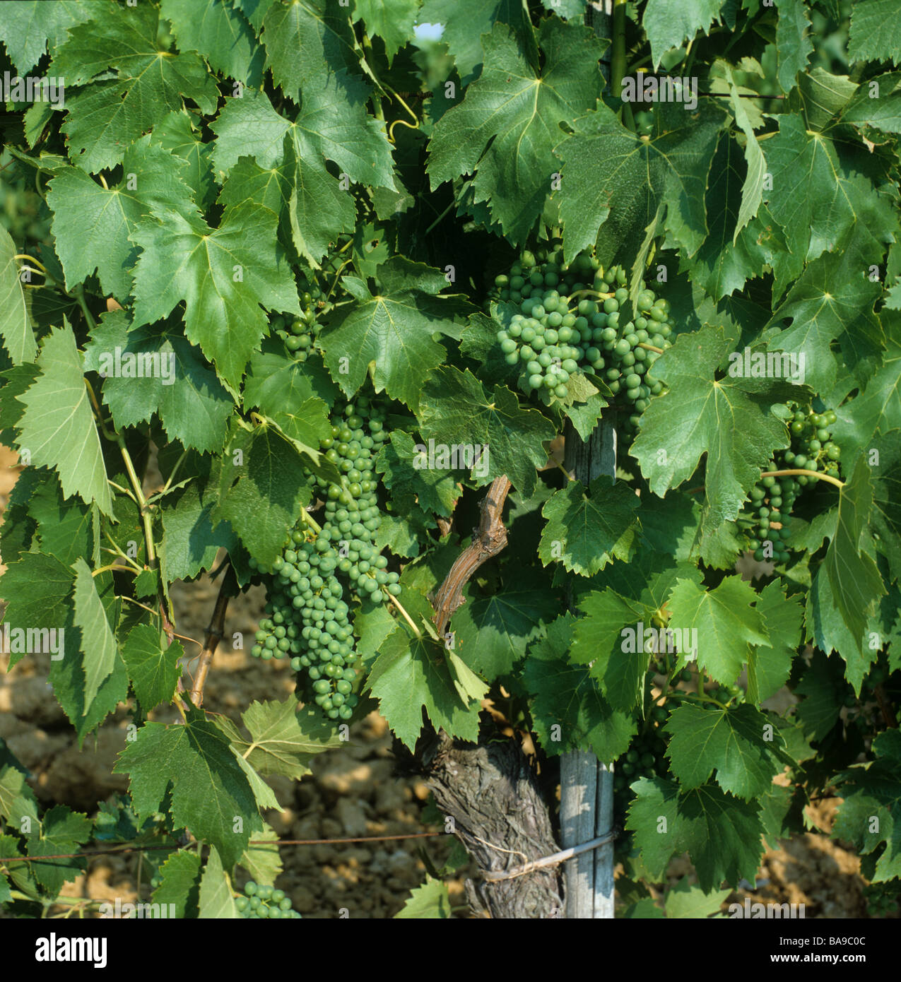 Junge Frucht entwickeln auf Reben im Weinberg Chianti Toskana Italien Stockfoto