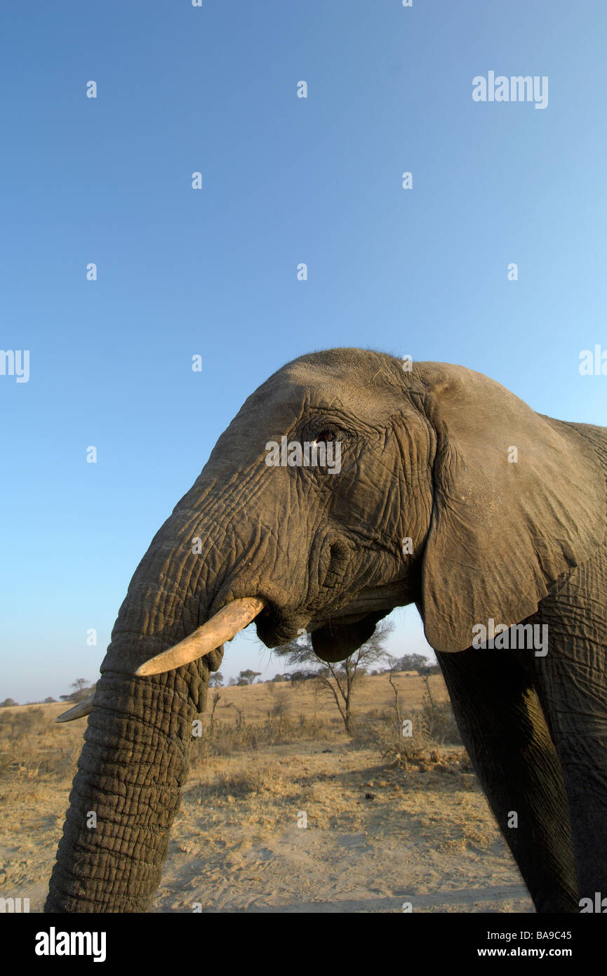 Größte Landsäugetier afrikanischer Elefant Loxodonta Africana afrikanische Säugetier Nähe sehr schließen sanft intelligenten Riesen Stockfoto