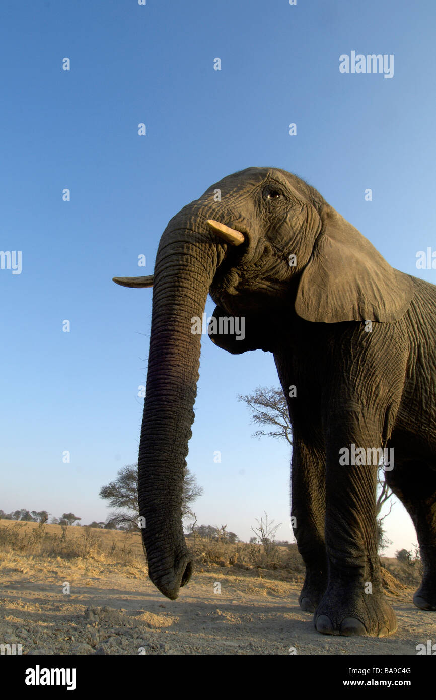 Größte Landsäugetier afrikanischer Elefant Loxodonta Africana afrikanische Säugetier Nähe sehr schließen sanft intelligenten Riesen Stockfoto