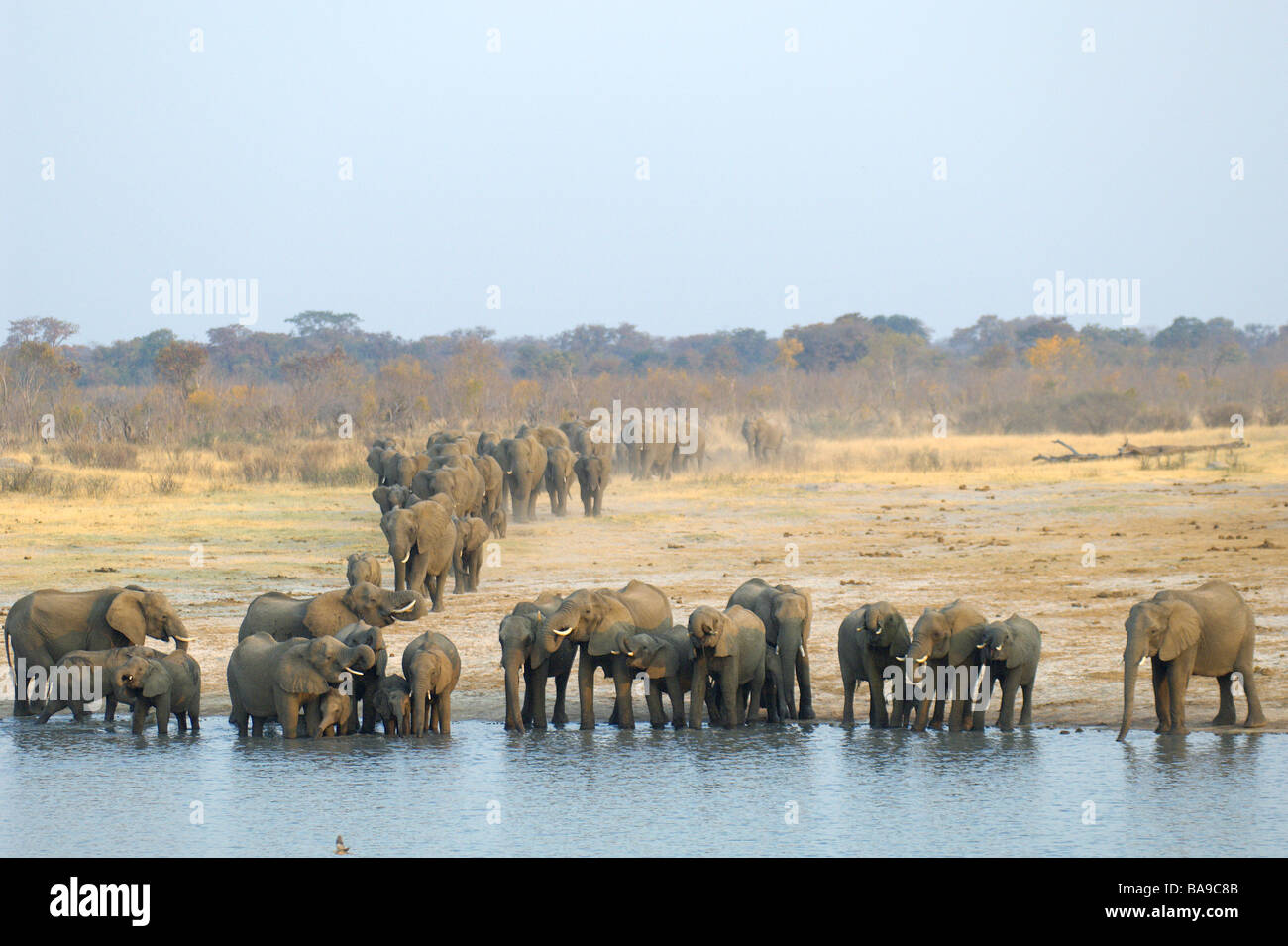 Afrikanischer Elefant Loxodonta Africana Hwange Nationalpark Simbabwe große Familie Herden Tierverhalten Trinkwasser in Hwange Stockfoto