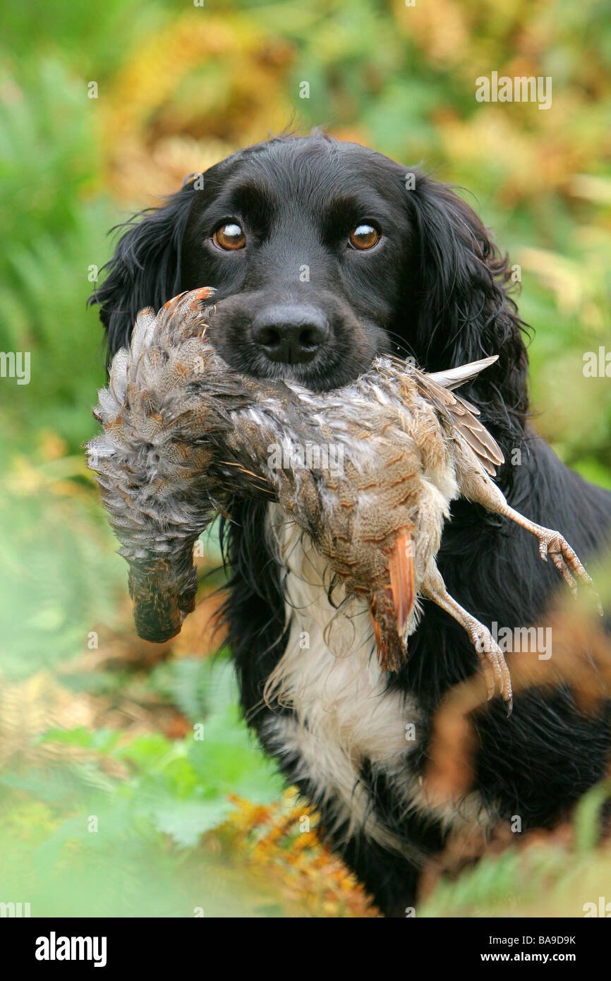 eine schwarze Cocker Spaniel Arbeitshund oder Jagdhund mit Rebhuhn Stockfoto