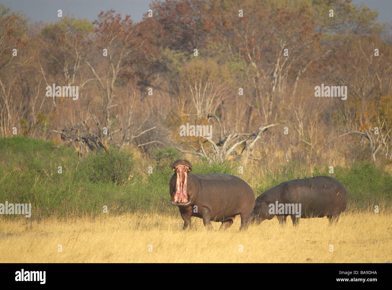 Nilpferd Hippopotamus amphibische afrikanische Säugetier halb aquatische Fluss Pferd gefährlichsten afrikanische Säugetier große Stoßzähne massive j Stockfoto