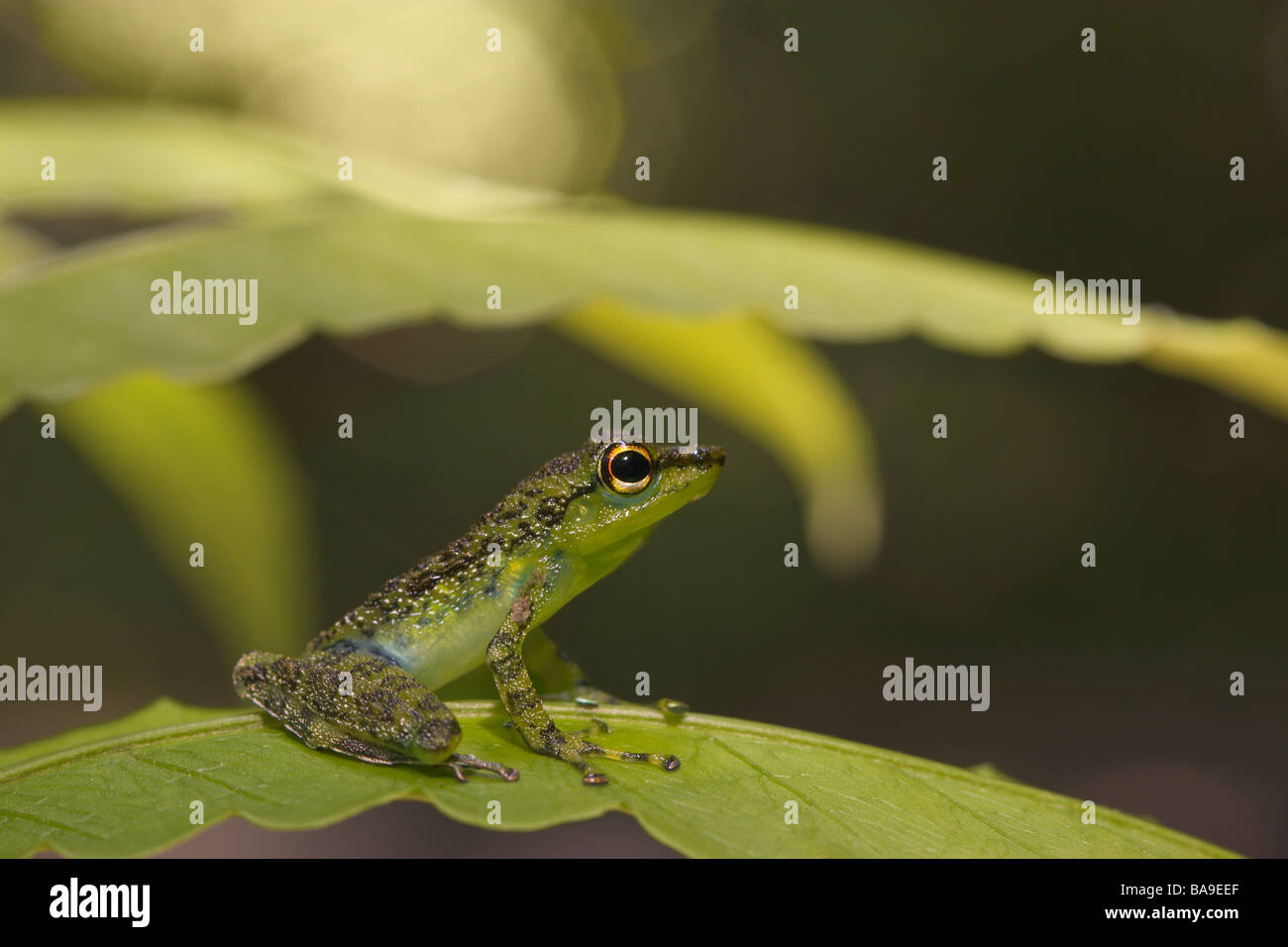 Black spotted Rock Frog Staurois Natator Danum Valley Sabah Borneo Malaysia Stockfoto