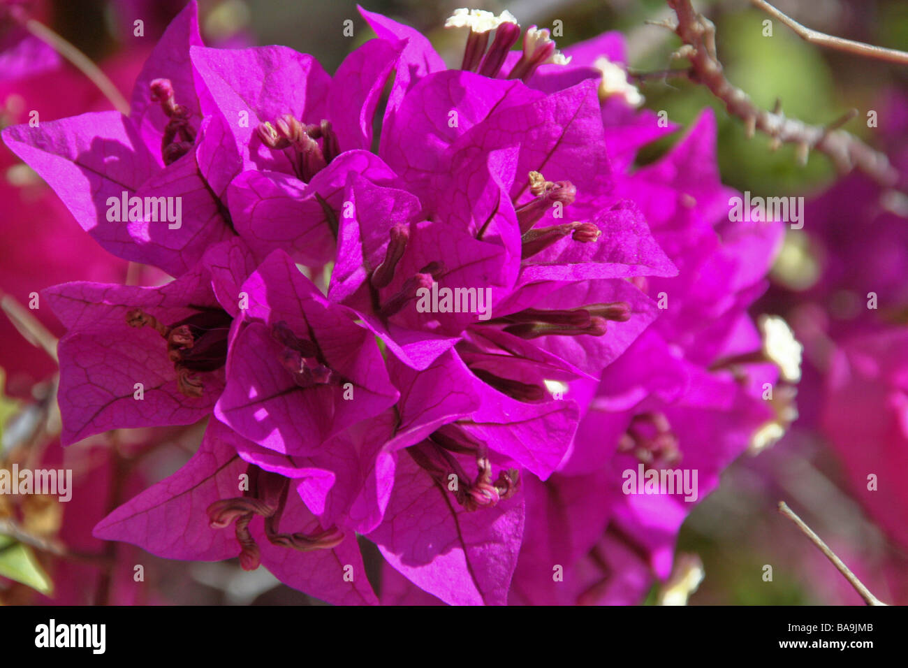 Bouganvilleas in Monkey Mia in Westaustralien Stockfoto