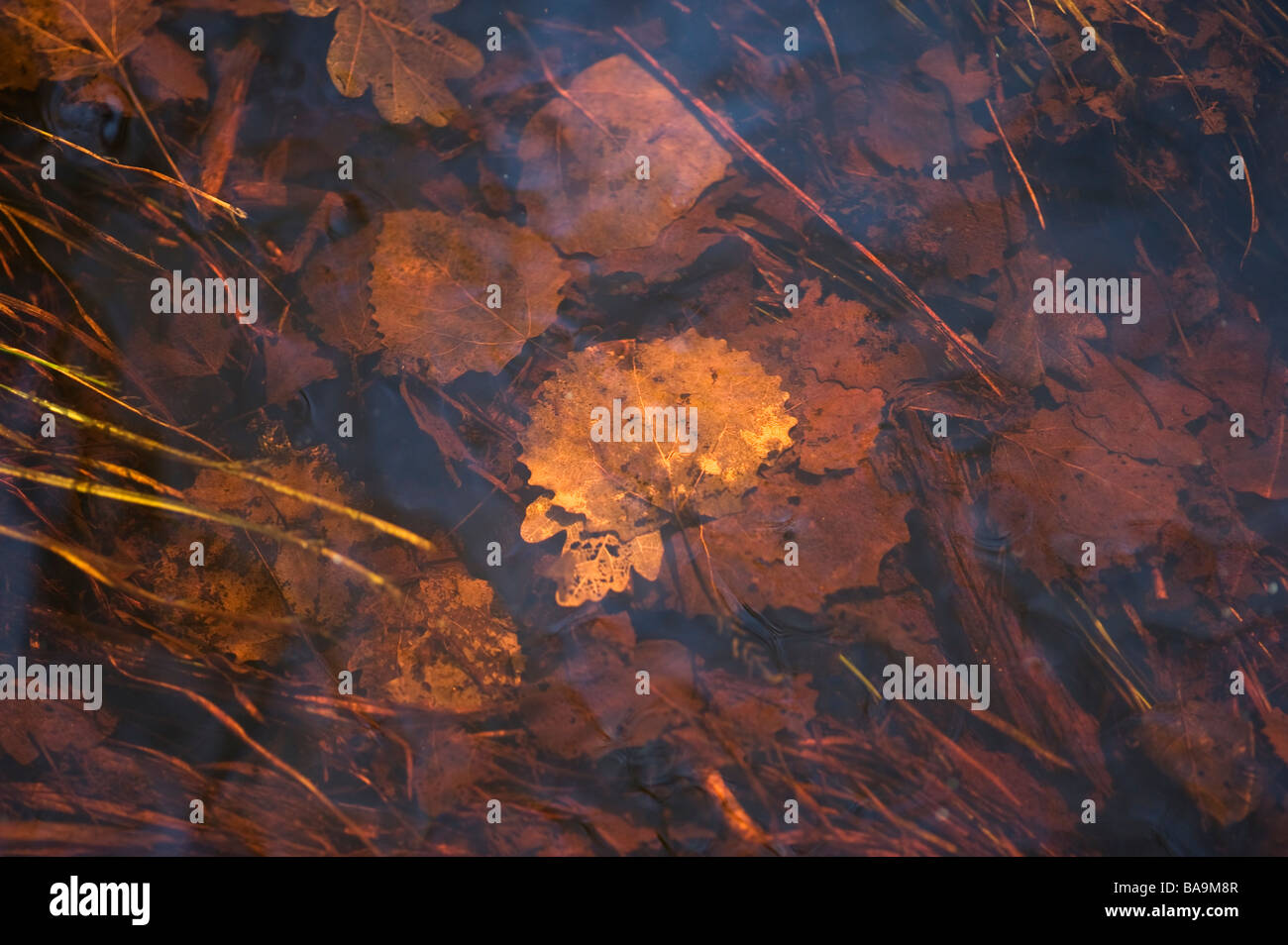 Blätter auf einem Flussbett, Detail Natur, Schweden Stockfoto