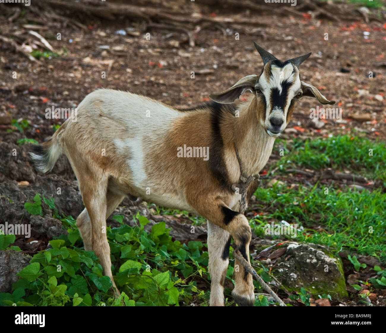 Hausziegen rassen -Fotos und -Bildmaterial in hoher Auflösung – Alamy