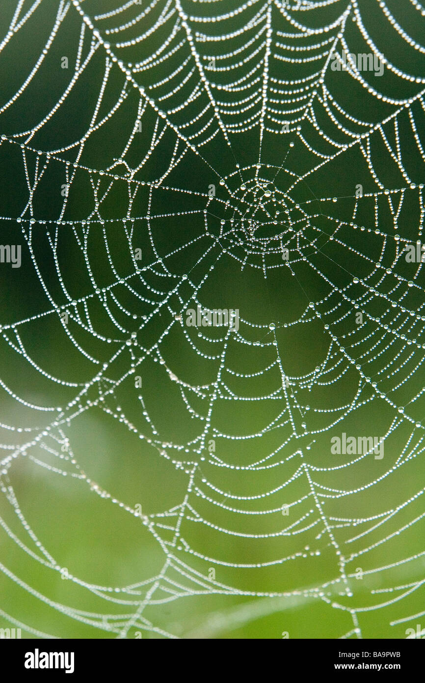 Spinne s Web in fotografiert im Naturreservat Messingham Sand Steinbruch früh an einem Junimorgen North Lincolnshire Tau bedeckt Stockfoto