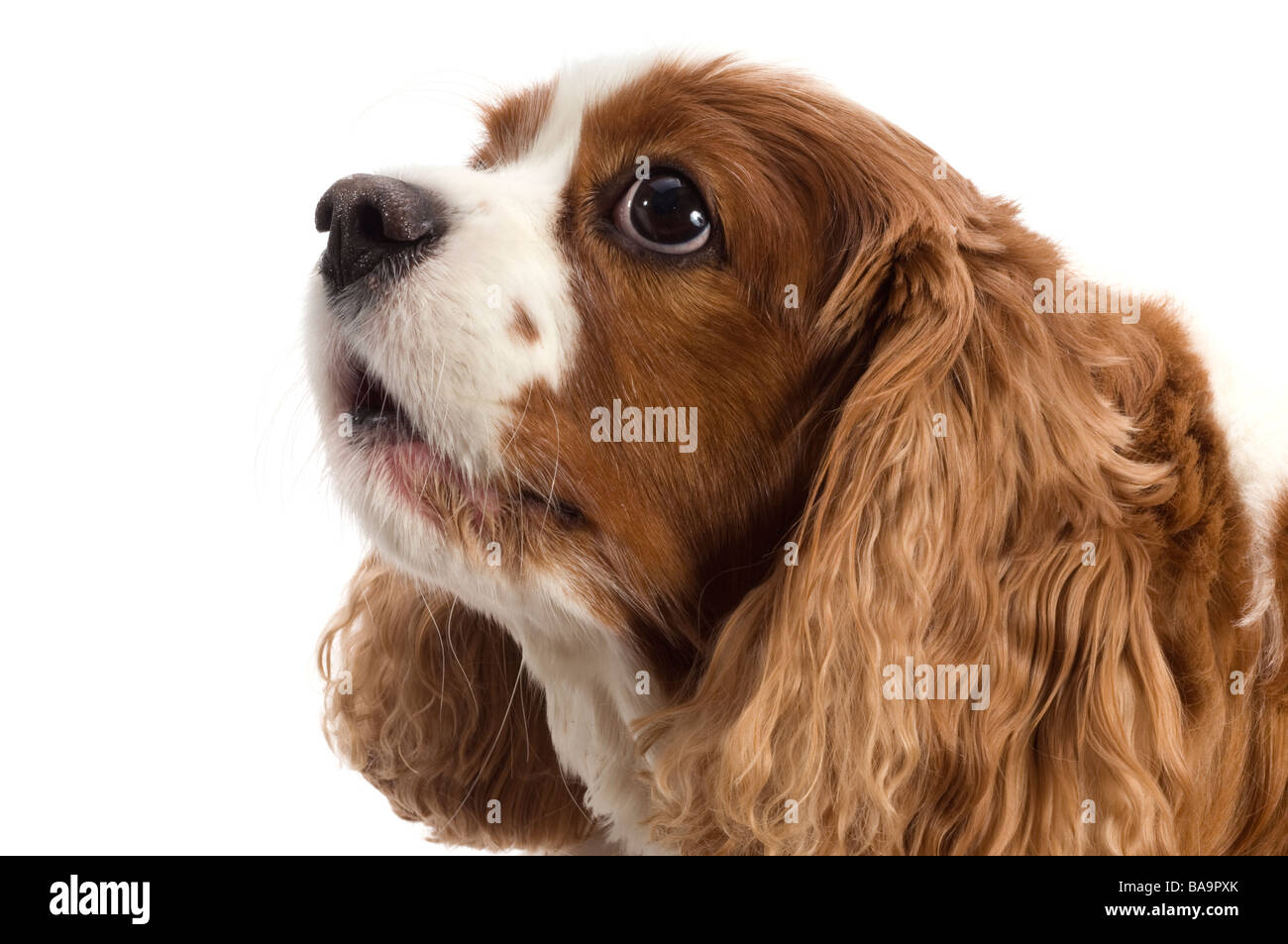 "King Charles Cavalier" Blenheim hautnah Stockfoto