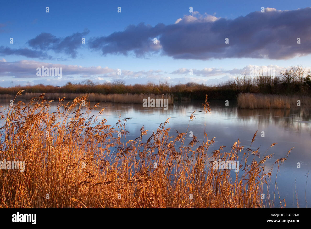 ein Gefrorener Teich an einem Dezembermorgen Stockfoto