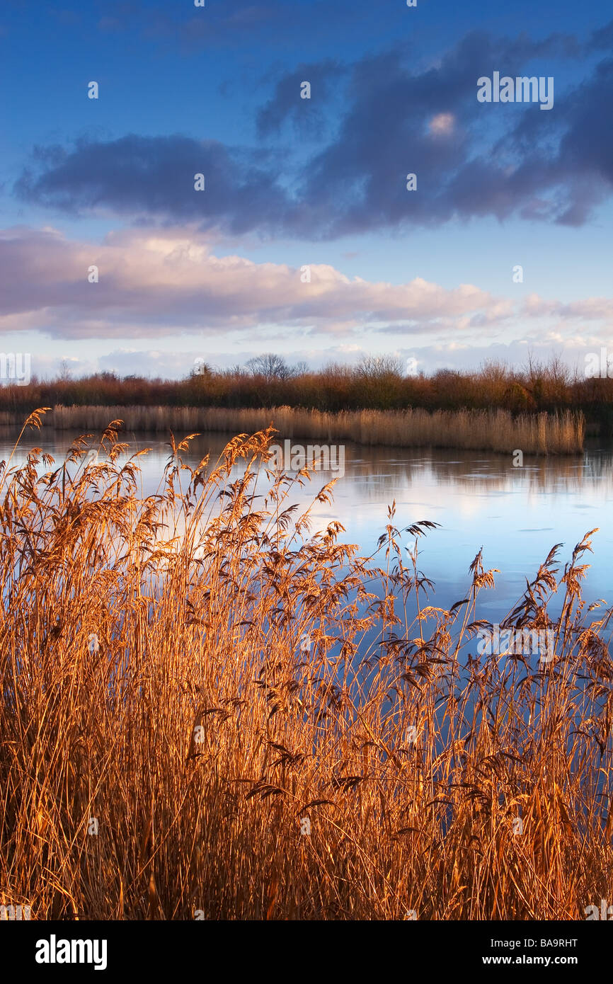 ein Gefrorener Teich an einem Dezembermorgen Stockfoto