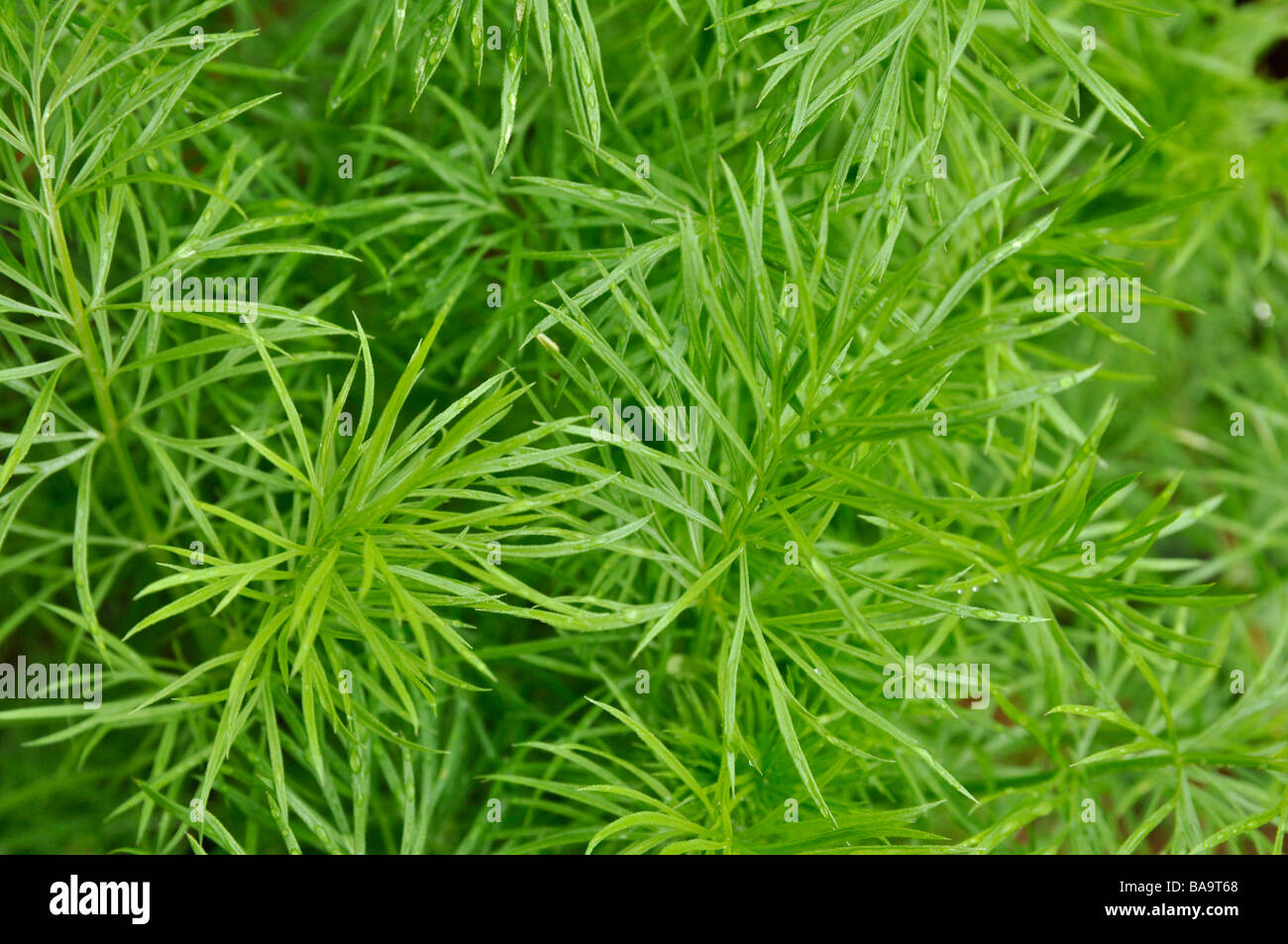 Feine grüne Blätter von Liebe im Nebel (Nigella Damascena) Stockfoto