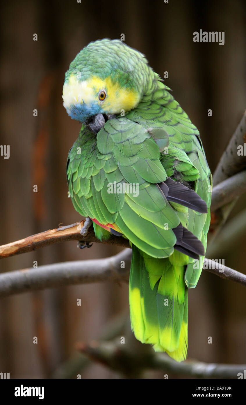 Blau-fronted Amazon Parrot, Amazona Aestiva, Psittacidae. Stockfoto