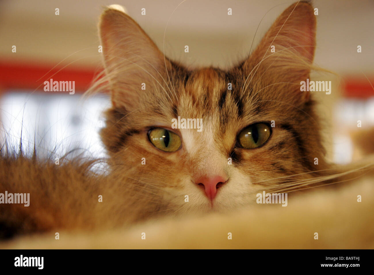 Katze ein direkter Blick in die Kamera in Cat Cafe, Tokyo, Japan Stockfoto