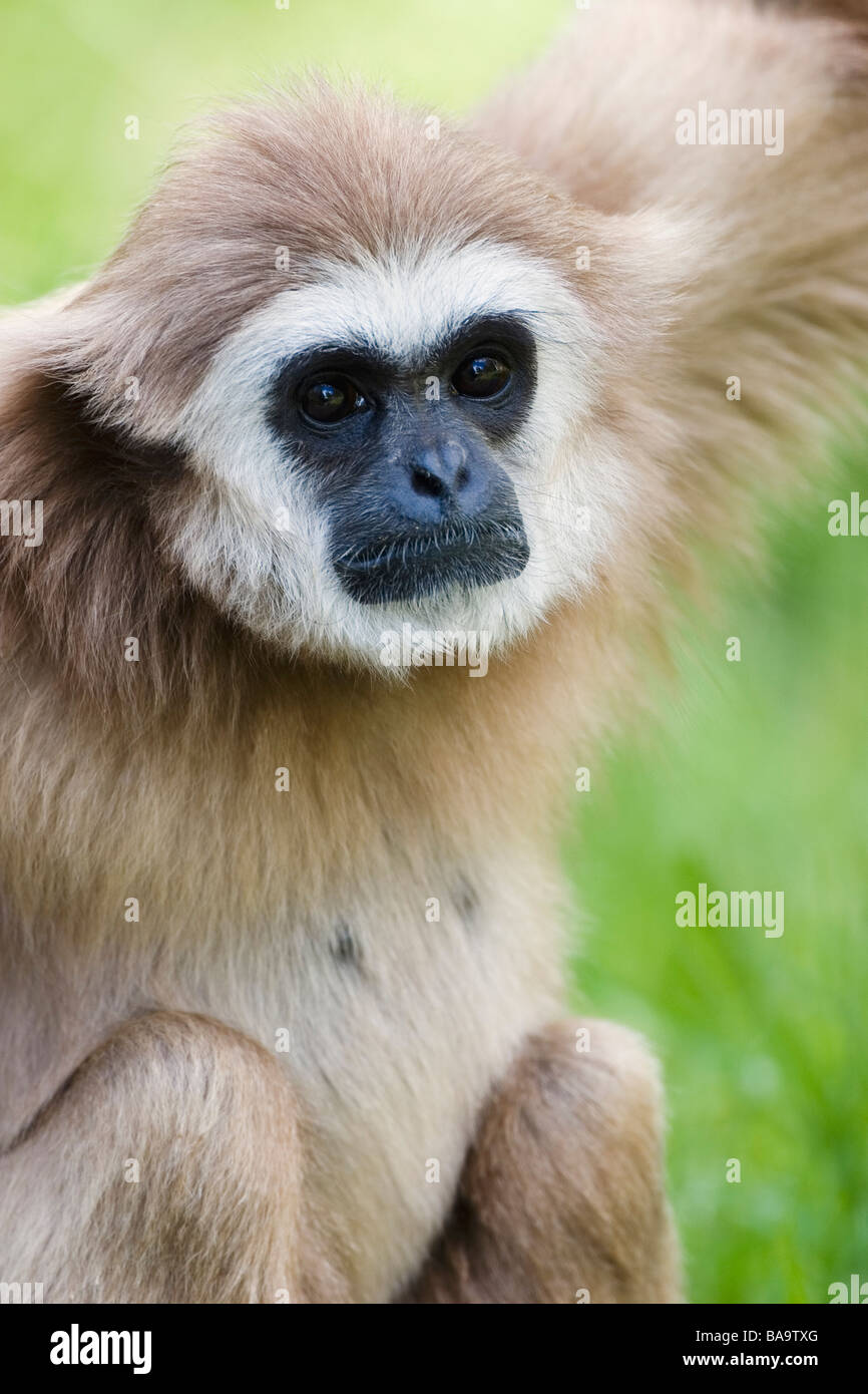 Ein Lar Gibbon in einem Zoo Schweden Stockfoto