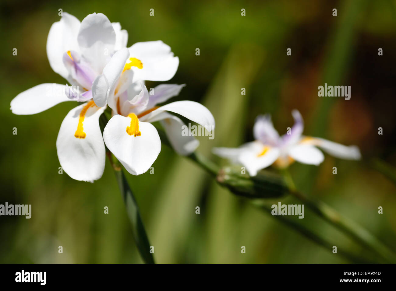 Iris weiß Fotos und Bildmaterial in hoher Auflösung Alamy