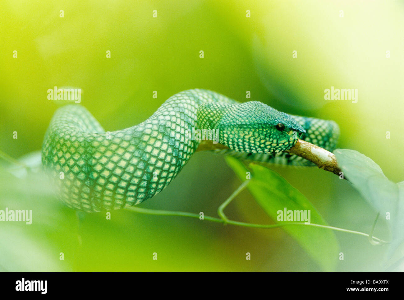 Tropidolaemus Wagleri Borneo Malaysia Stockfoto