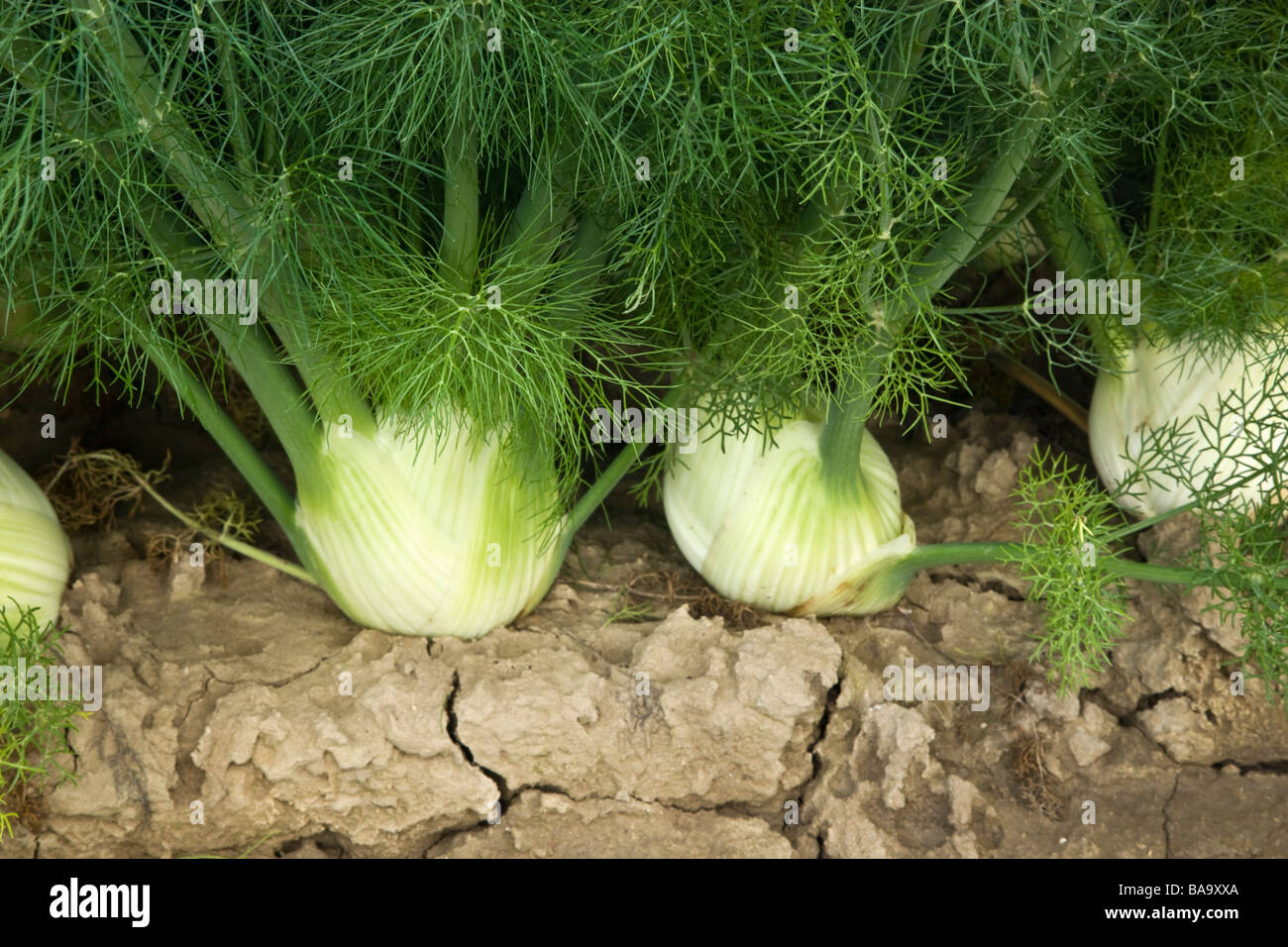 Nahaufnahme von Fenchel, Bio-Gemüse. Stockfoto