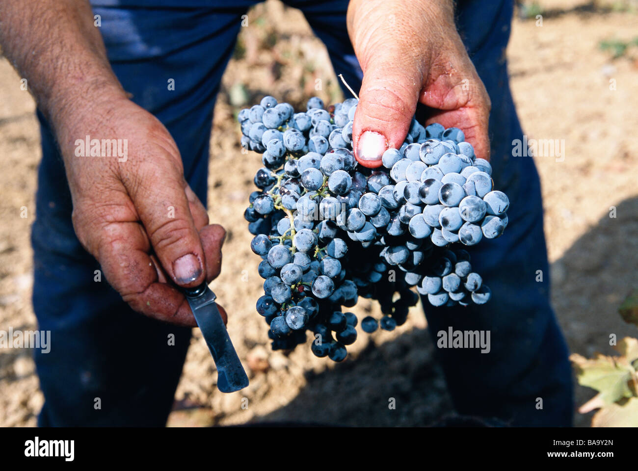 Trauben im Weinberg Spanien Stockfoto