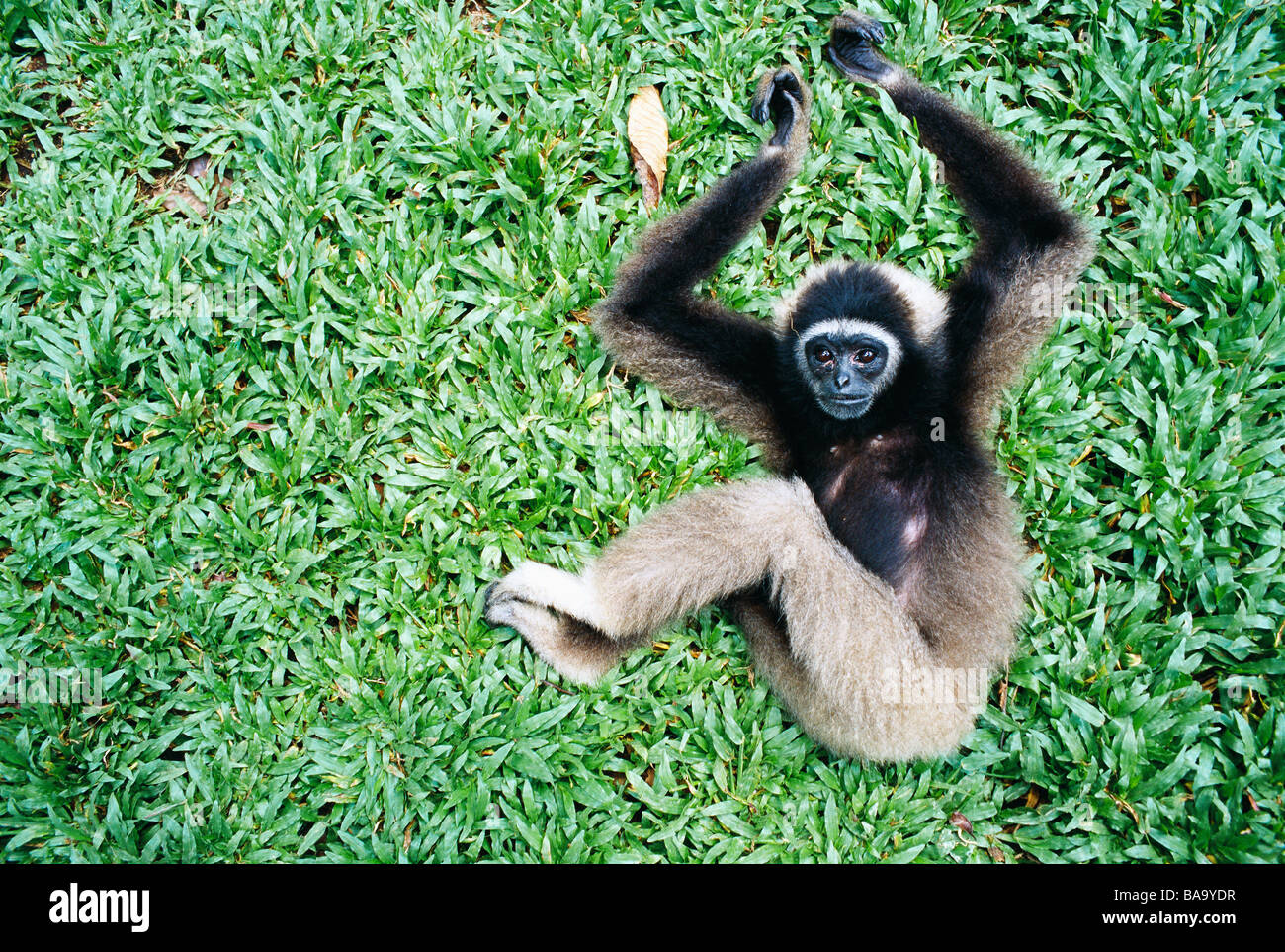 Ein grauer Gibbon Borneo Malaysia Stockfoto