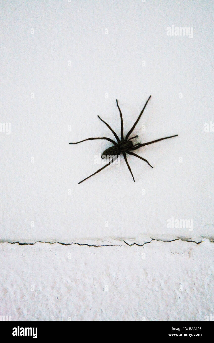 Eine Schwarze Spinne Stockfoto Bild 23577487 Alamy