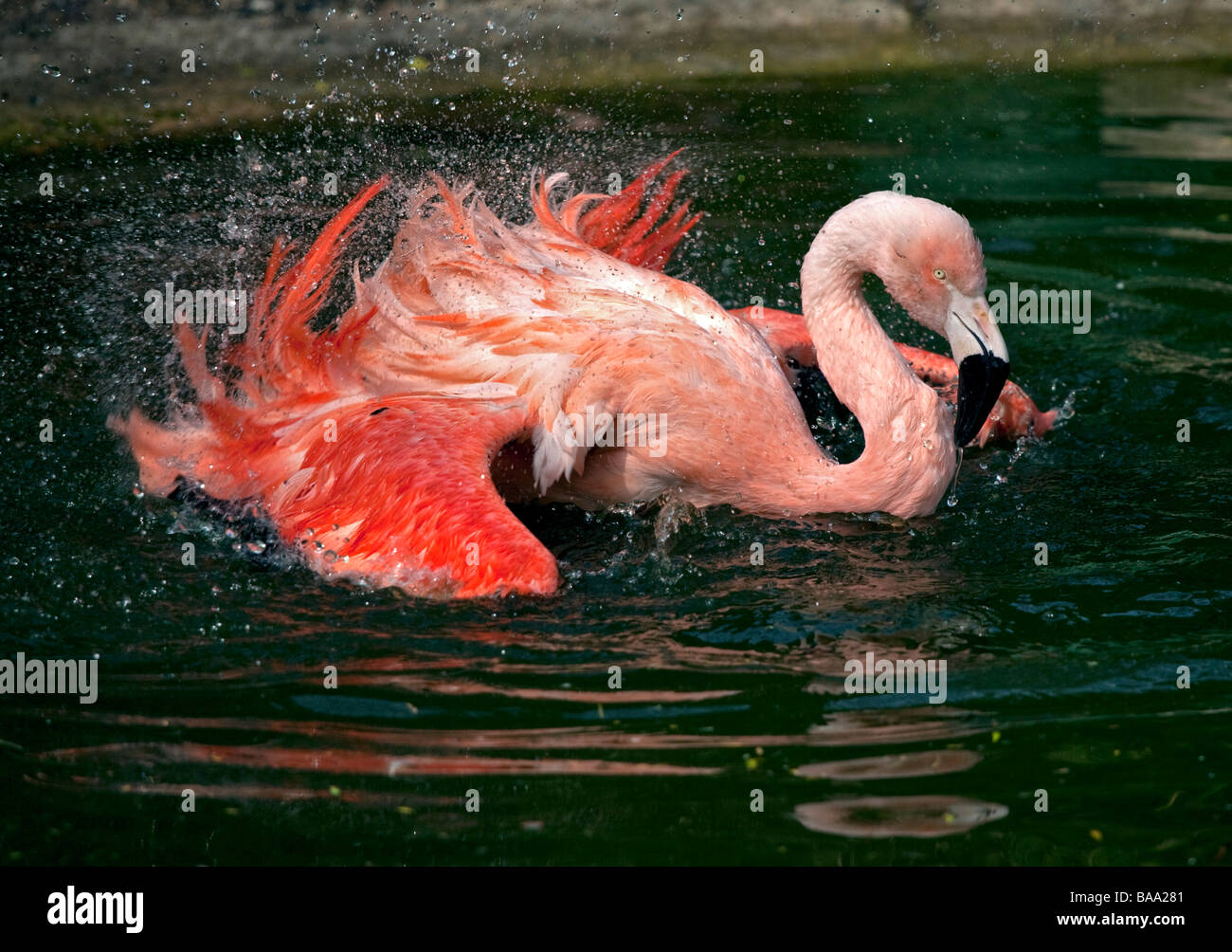 Chilenische Flamingo (Phoenicopterus Chilensis) planschen im pool Stockfoto
