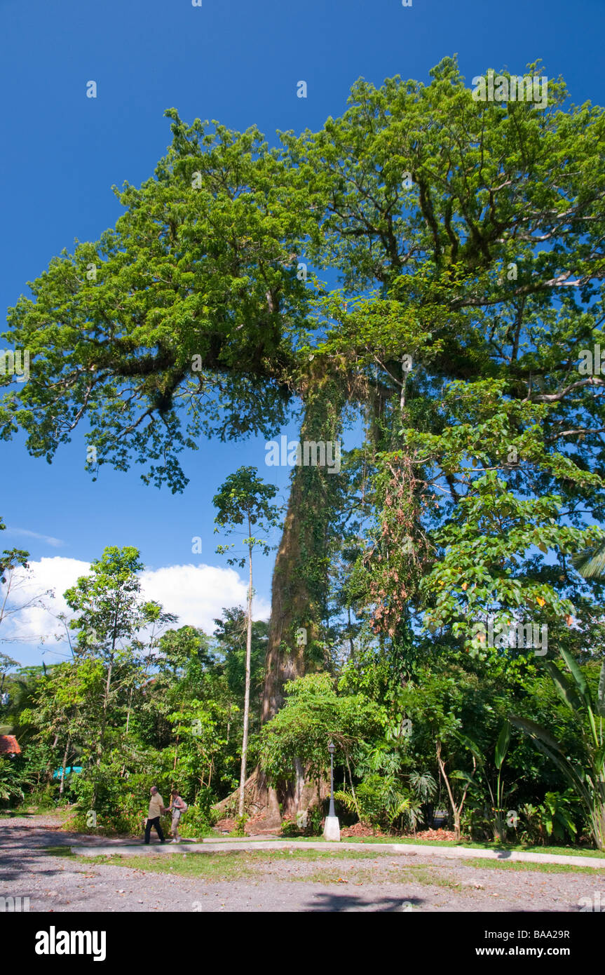 Tropischen Pflanzen und Bäume im Kapok Tree Restaurant im östlichen Costa Rica Mittelamerika Stockfoto